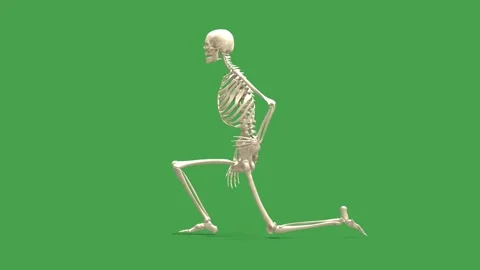 Skeleton Model: Hip Flexor Stretch Exercise (Side View, Chroma) Stock Footage 338240144