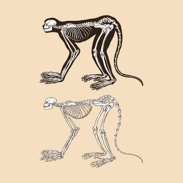 Skeleton monkey vector illustration animal Stock Illustration