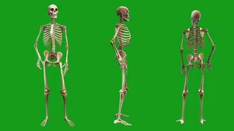 Skeleton motion graphics with green screen background Stock Footage 123816331