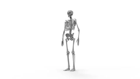 Skeleton multiple views of a human computer renderd skeleton, Stock Illustration