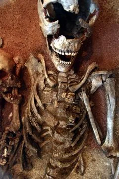 Skeleton in a museum  in denmark Stock Photos