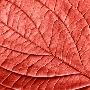 Skeleton of natural pattern leaf with veins. Creative backgrop for your ideas in Stock Photos