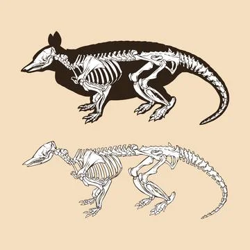 Skeleton nine banded armadillo vector illustration animal Illustrazione stock