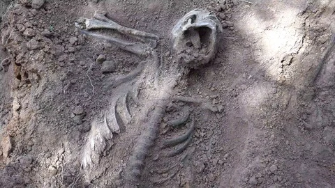 Skeleton or Human Remains 動画素材 95112549
