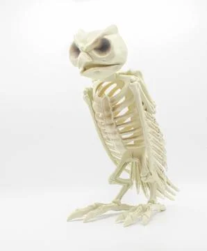 Skeleton owl sitting or perched isolated on white background Halloween spoo.. Stock Photos