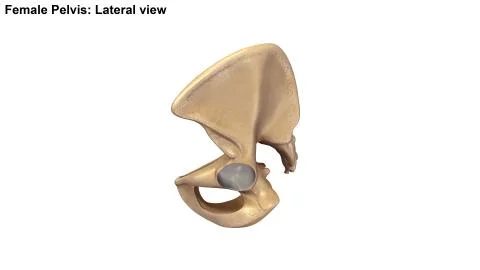 Skeleton Pelvis Lateral view 2 Stock Illustration