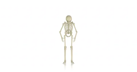 Skeleton performs backflip - looping 3d animation on white background Stock Footage 67583552