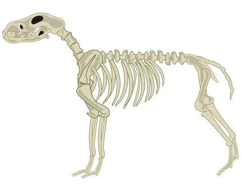 Skeleton pets dog on white background is insulated Stock Illustration