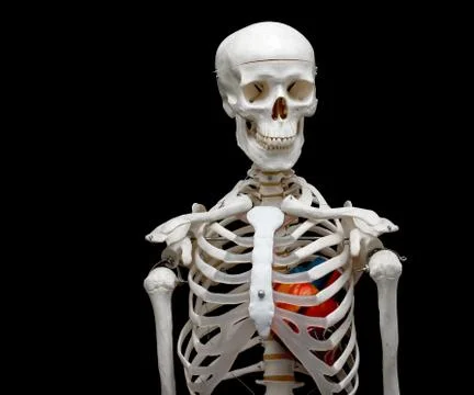 Skeleton Stock Photos