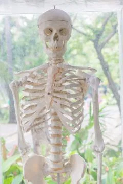 Skeleton Stock Photos