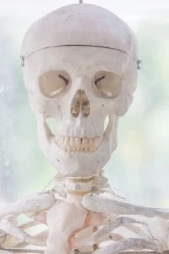 Skeleton Stock Photos
