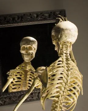 Skeleton Stock Photos