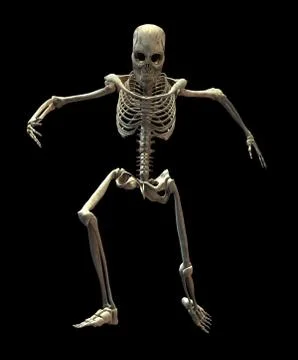 Skeleton Stock Photos