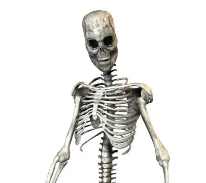 Skeleton Stock Photos