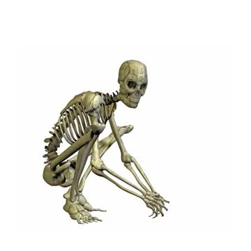 Skeleton Stock Photos