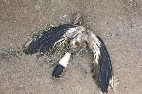 The skeleton of a pigeon Stock Photos