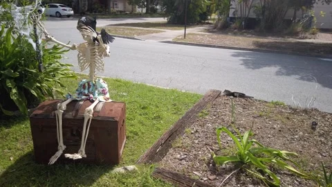 Skeleton with pirate hat sitting on a Treasure Box Stock Footage 253520913