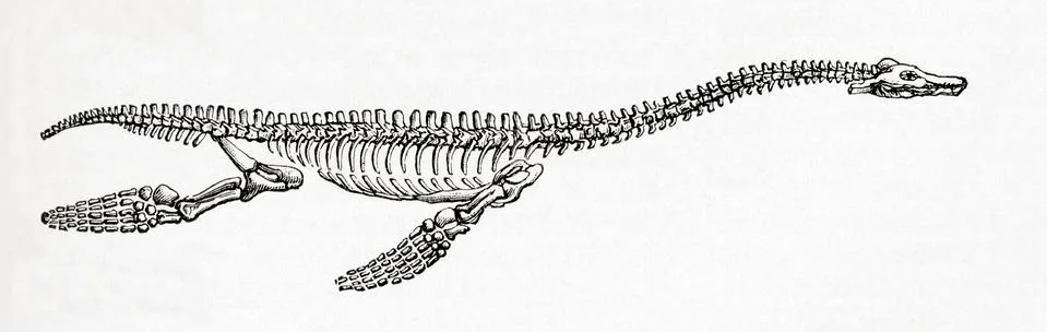 Skeleton of a Plesiosaurus, a genus of extinct, large marine sauropterygian r Stock Photos