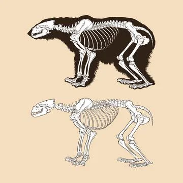 Skeleton polar bear vector illustration animal Stock Illustration
