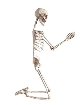 Skeleton prayer isolated on white background. Skeletal human praying to lord Stock Photos
