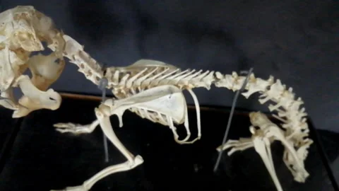 Skeleton of Rabbit 動画素材 172360397