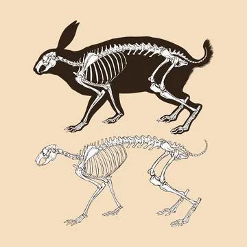 Skeleton rabbit vector illustration animal Stock Illustration