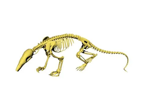 Skeleton of a rat with a long tail Stock Illustration