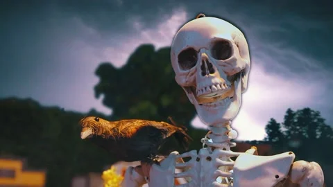 A skeleton with a raven perched sky background with lightning on halloween night Stock Footage 219384450