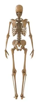 Skeleton rear view. Plastic layout of the human skeleton on white background. 3d 스톡 일러스트