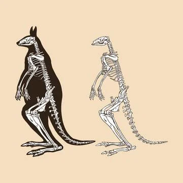 Skeleton red kangaroo vector illustration animal Stock Illustration