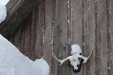 Skeleton reindeer Fotos Stock