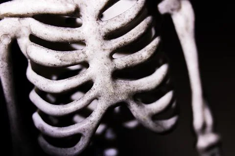 Skeleton ribs in the dark close up Stock Photos