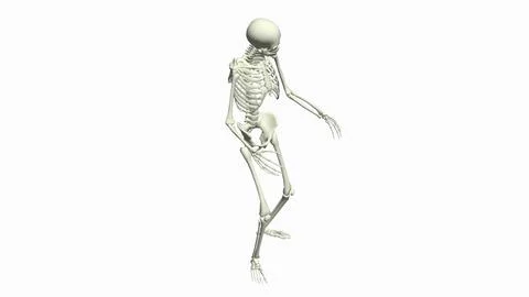 Skeleton Rigged 3D Animation. 3D Model