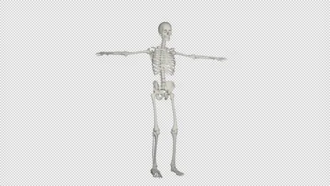 Skeleton Rotating With Alpha Channel Stock Footage 153506444