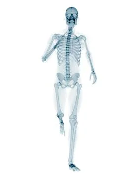 Skeleton running, artwork Stock Illustration