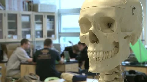 Skeleton in Science class (2 of 3) Stock Footage 8979909