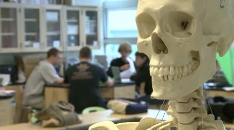 Skeleton in Science class (3 of 3) Stock Footage 8979908