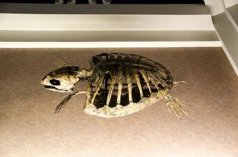 Skeleton of a sea turtle Stock Photos