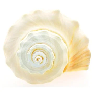 Skeleton shell Stock Photos