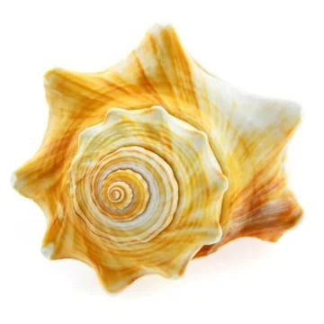 Skeleton shell Stock Photos