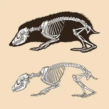 Skeleton short tailed gymnure vector illustration animal Stock Illustration