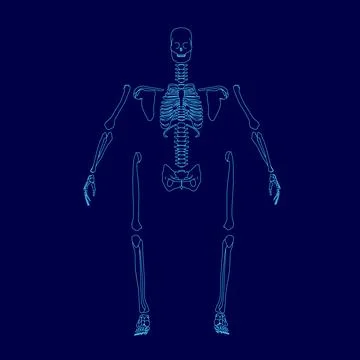 Skeleton is shown in blue outline. The skeleton is in a pose that is not quite Ilustración de archivo