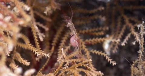 Skeleton shrimp Caprella sp. attached to hydrozoa, order Amphipoda. Stock Footage 295649318