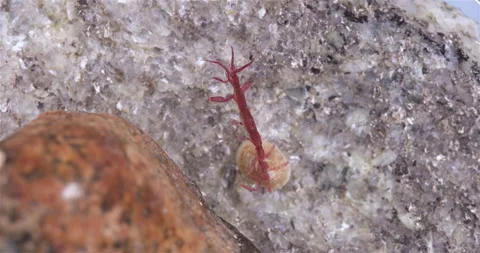 Skeleton shrimp Caprella sp. close up, order Amphipoda. Stock Footage 295667824