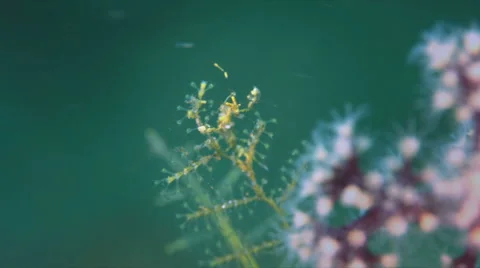 Skeleton Shrimp Stock Footage 58776492