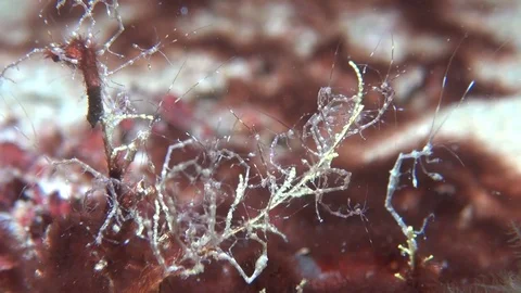 Skeleton shrimp Stock Footage 123140863