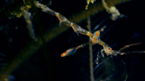 Skeleton shrimp hanging down on hydrozoan Stock Footage 112462904