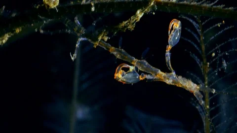 Skeleton shrimp hanging down on hydrozoan and eating Stock-Footage 112462933