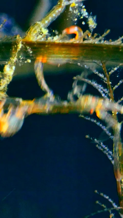 Skeleton shrimp hanging down on hydrozoan and climbing up Video stock 227812436