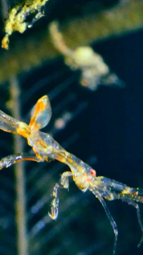 Skeleton shrimp hanging down on hydrozoan Stock Footage 228830138